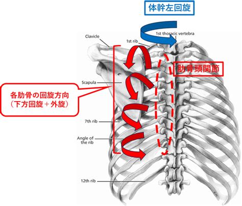 頭左下方痛